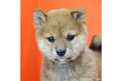 成約済の愛知県の柴犬-164785の1枚目